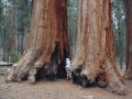 Sequoia NP